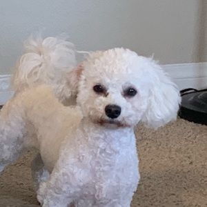 Meet your Posher, Shamina